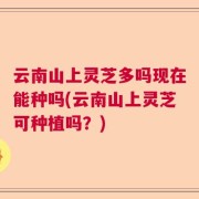 云南山上灵芝多吗现在能种吗(云南山上灵芝可种植吗？)