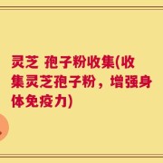 灵芝 孢子粉收集(收集灵芝孢子粉，增强身体免疫力)