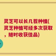 灵芝可以长几茬种植(灵芝种植可经多次获取，随时收获佳品)