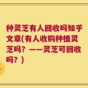 种灵芝有人回收吗知乎文章(有人收购种植灵芝吗？——灵芝可回收吗？)
