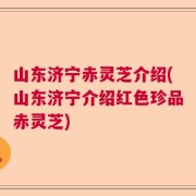 山东济宁赤灵芝介绍(山东济宁介绍红色珍品赤灵芝)