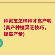 种灵芝怎样种才高产呢(高产种植灵芝技巧，提高产量)