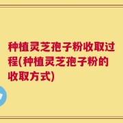 种植灵芝孢子粉收取过程(种植灵芝孢子粉的收取方式)