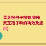 灵芝粉孢子粉有用吗(灵芝孢子粉的功效及应用)
