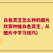 白色灵芝怎么种的图片欣赏种植白色灵芝，从图片中学习技巧)