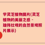 学灵芝植物图片(灵芝植物的美丽之感 - 雄伟壮观的自然景观照片展示)