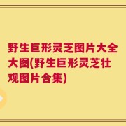 野生巨形灵芝图片大全大图(野生巨形灵芝壮观图片合集)
