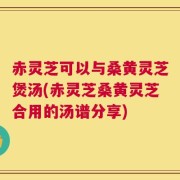 赤灵芝可以与桑黄灵芝煲汤(赤灵芝桑黄灵芝合用的汤谱分享)