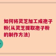 如何将灵芝加工成孢子粉(从灵芝提取孢子粉的制作方法)