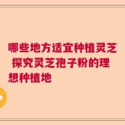 哪些地方适宜种植灵芝 探究灵芝孢子粉的理想种植地