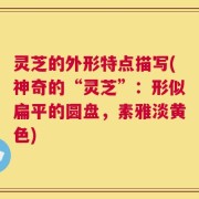 灵芝的外形特点描写(神奇的“灵芝”：形似扁平的圆盘，素雅淡黄色)