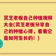 灵芝老板自己种植视频大全(灵芝老板分享自己的种植心得，看看它是如何生长的！)
