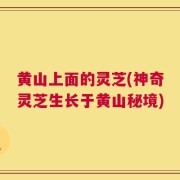 黄山上面的灵芝(神奇灵芝生长于黄山秘境)