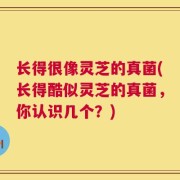 长得很像灵芝的真菌(长得酷似灵芝的真菌，你认识几个？)