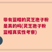 带有蓝帽的灵芝孢子粉是真的吗(灵芝孢子粉蓝帽真实性考察)