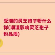 受潮的灵芝孢子粉什么样(潮湿影响灵芝孢子粉品质)
