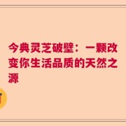 今典灵芝破壁：一颗改变你生活品质的天然之源