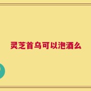 灵芝首乌可以泡酒么