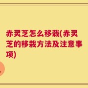 赤灵芝怎么移栽(赤灵芝的移栽方法及注意事项)