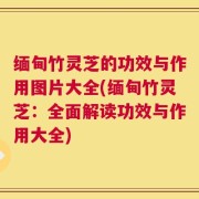 缅甸竹灵芝的功效与作用图片大全(缅甸竹灵芝：全面解读功效与作用大全)