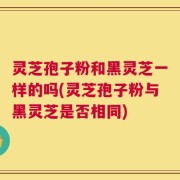 灵芝孢子粉和黑灵芝一样的吗(灵芝孢子粉与黑灵芝是否相同)