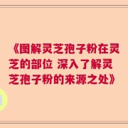 《图解灵芝孢子粉在灵芝的部位 深入了解灵芝孢子粉的来源之处》