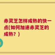 赤灵芝怎样成熟的快一点(如何加速赤灵芝的成熟？)