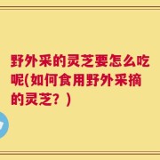 野外采的灵芝要怎么吃呢(如何食用野外采摘的灵芝？)