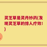 灵芝草是灵丹妙药(发现灵芝草的惊人疗效！)