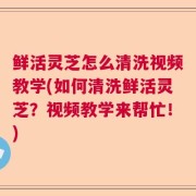 鲜活灵芝怎么清洗视频教学(如何清洗鲜活灵芝?视频教学来帮忙!)