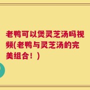 老鸭可以煲灵芝汤吗视频(老鸭与灵芝汤的完美组合！)