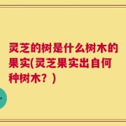 灵芝的树是什么树木的果实(灵芝果实出自何种树木？)