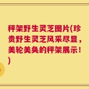 秤架野生灵芝图片(珍贵野生灵芝风采尽显，美轮美奂的秤架展示！)