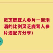 灵芝鹿茸人参片一起泡酒的比例灵芝鹿茸人参片酒配方分享)