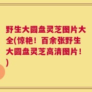 野生大圆盘灵芝图片大全(惊艳！百余张野生大圆盘灵芝高清图片！)