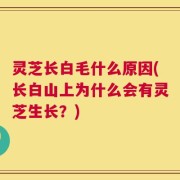 灵芝长白毛什么原因(长白山上为什么会有灵芝生长？)