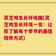 灵芝鸡生长环境图(灵芝鸡生长环境一览：让你了解每个季节的最佳饲养方式)