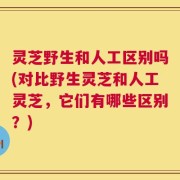 灵芝野生和人工区别吗(对比野生灵芝和人工灵芝，它们有哪些区别？)