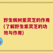 野生枫树紫灵芝的作用(了解野生紫灵芝的功效与作用)