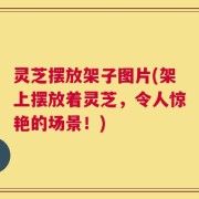 灵芝摆放架子图片(架上摆放着灵芝，令人惊艳的场景！)