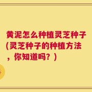 黄泥怎么种植灵芝种子(灵芝种子的种植方法，你知道吗？)