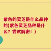 紫色的灵芝是什么品种的(紫色灵芝品种是什么？尝试解密！)