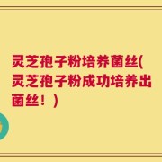 灵芝孢子粉培养菌丝(灵芝孢子粉成功培养出菌丝！)