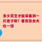 多少灵芝才能采集到一斤孢子粉？看完你会大吃一惊