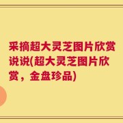 采摘超大灵芝图片欣赏说说(超大灵芝图片欣赏，金盘珍品)