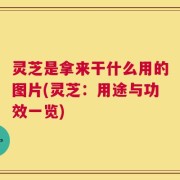灵芝是拿来干什么用的图片(灵芝：用途与功效一览)