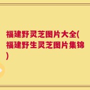 福建野灵芝图片大全(福建野生灵芝图片集锦)