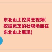 东北山上挖灵芝视频(挖掘灵芝的壮观场面在东北山上展现)