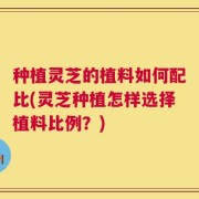 种植灵芝的植料如何配比(灵芝种植怎样选择植料比例？)