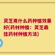 灵芝用什么药种植效果好(药材种植：灵芝最佳药材种植方法)